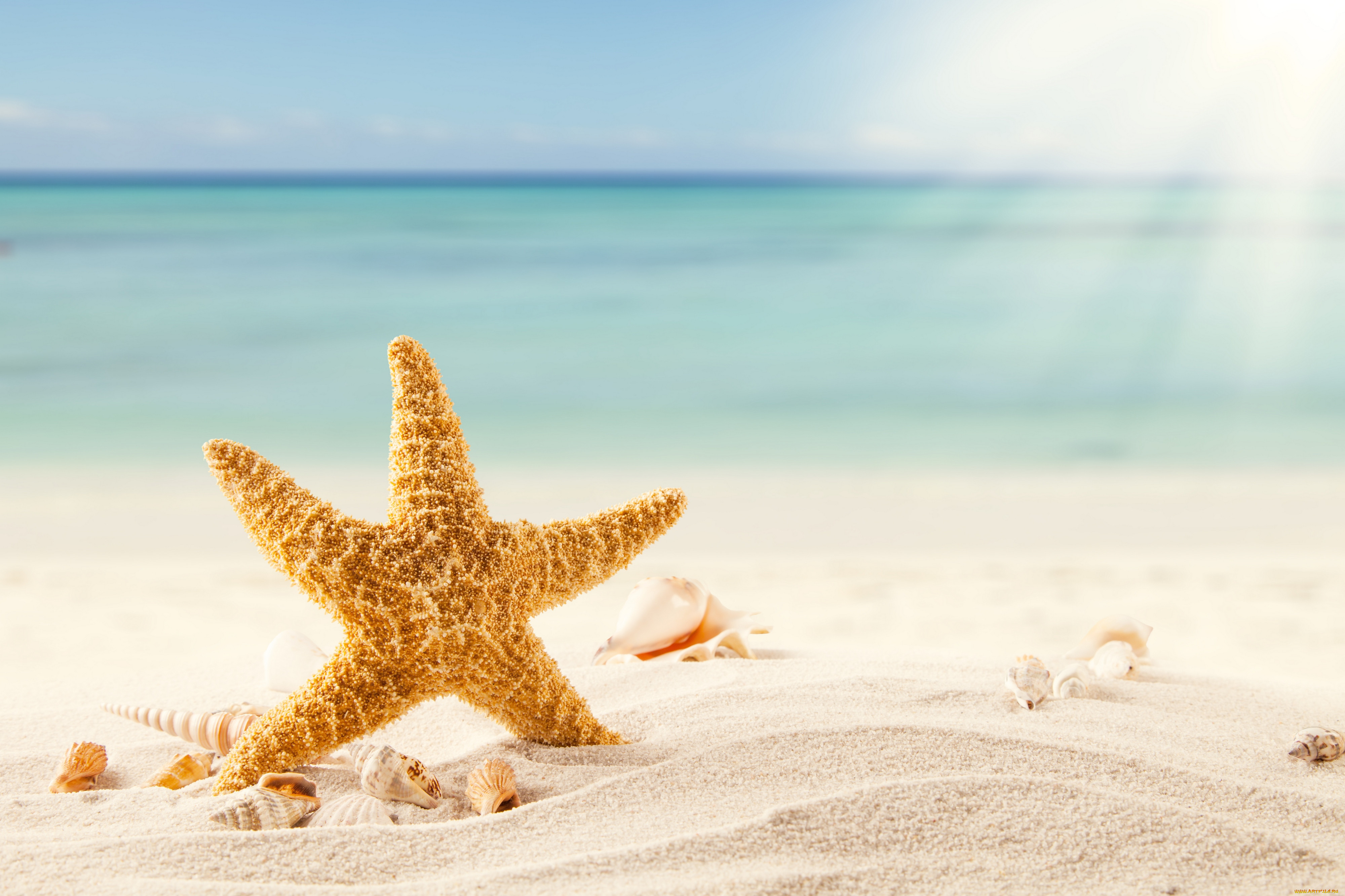 , ,  ,    spa-, tropics, , , , , starfish, sand, , , shells, beach, sea